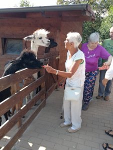Spotkanie z Alpaką – zdjęcie 2