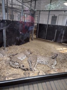 Kolejna udana wyprawa, tym razem do Ogrodu Zoologicznego w Opolu – zdjęcie 2